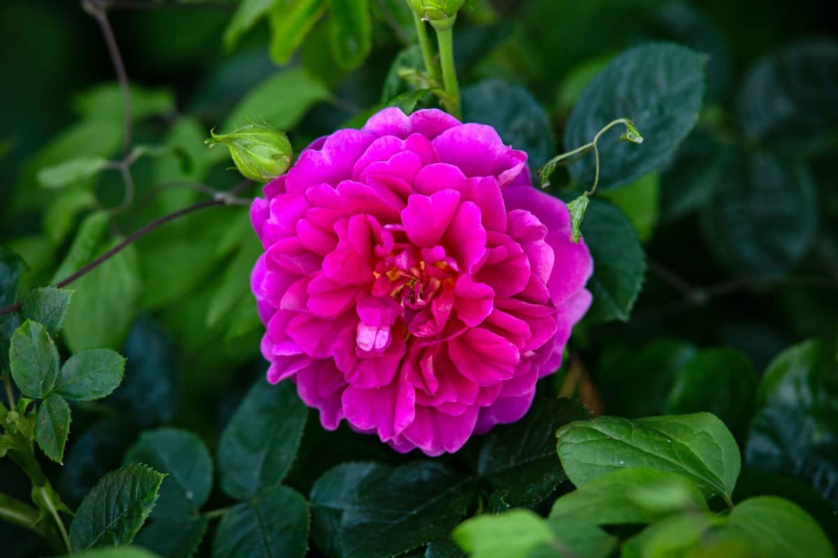 The flower petals of the Princess Anne rose are heart-shaped.