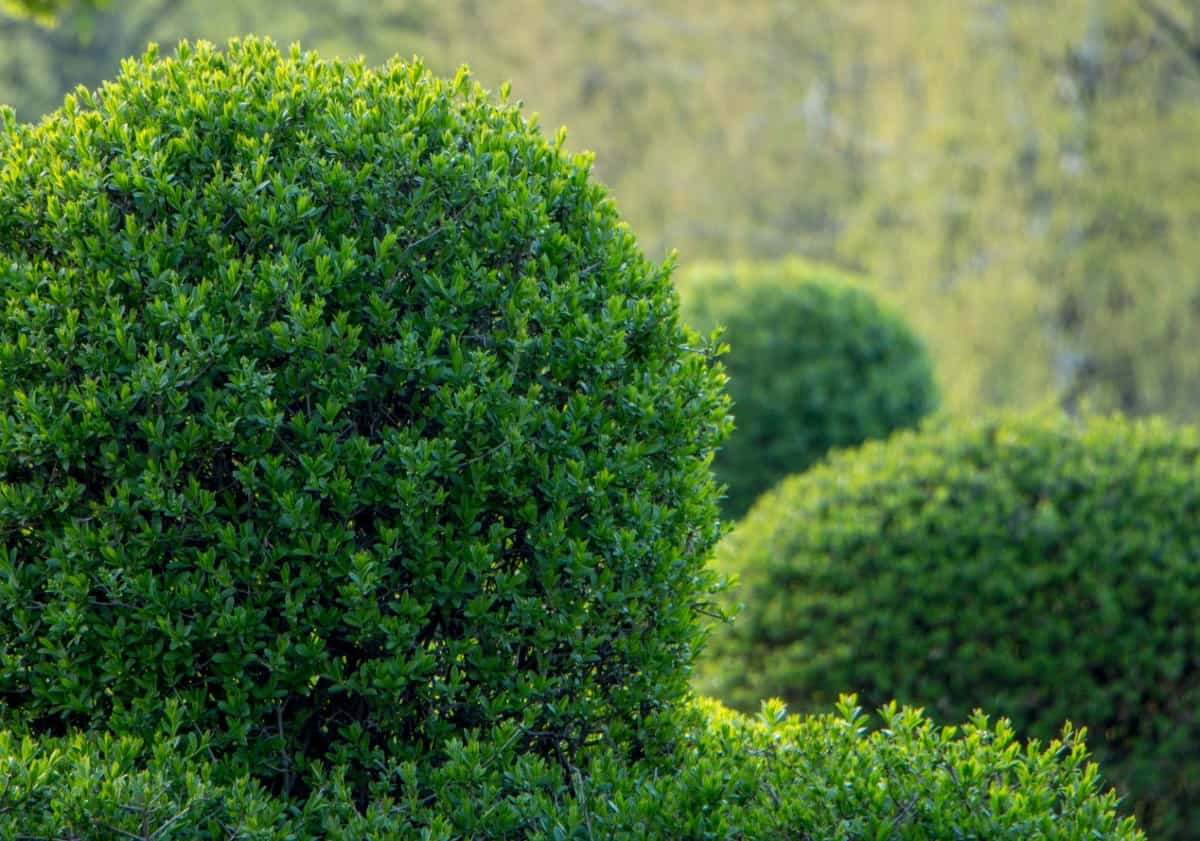 You can easily train a privet into a topiary in a container.