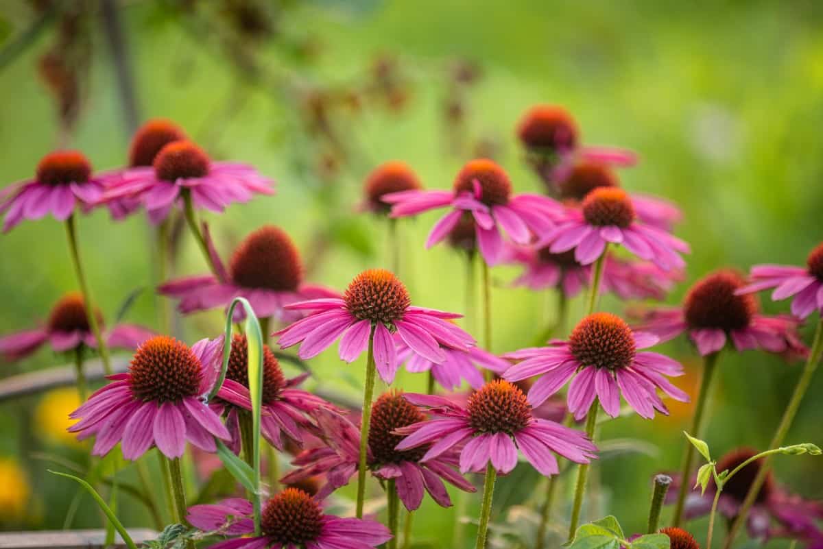 Purple coneflowers are herbaceous perennials that attract pollinators.