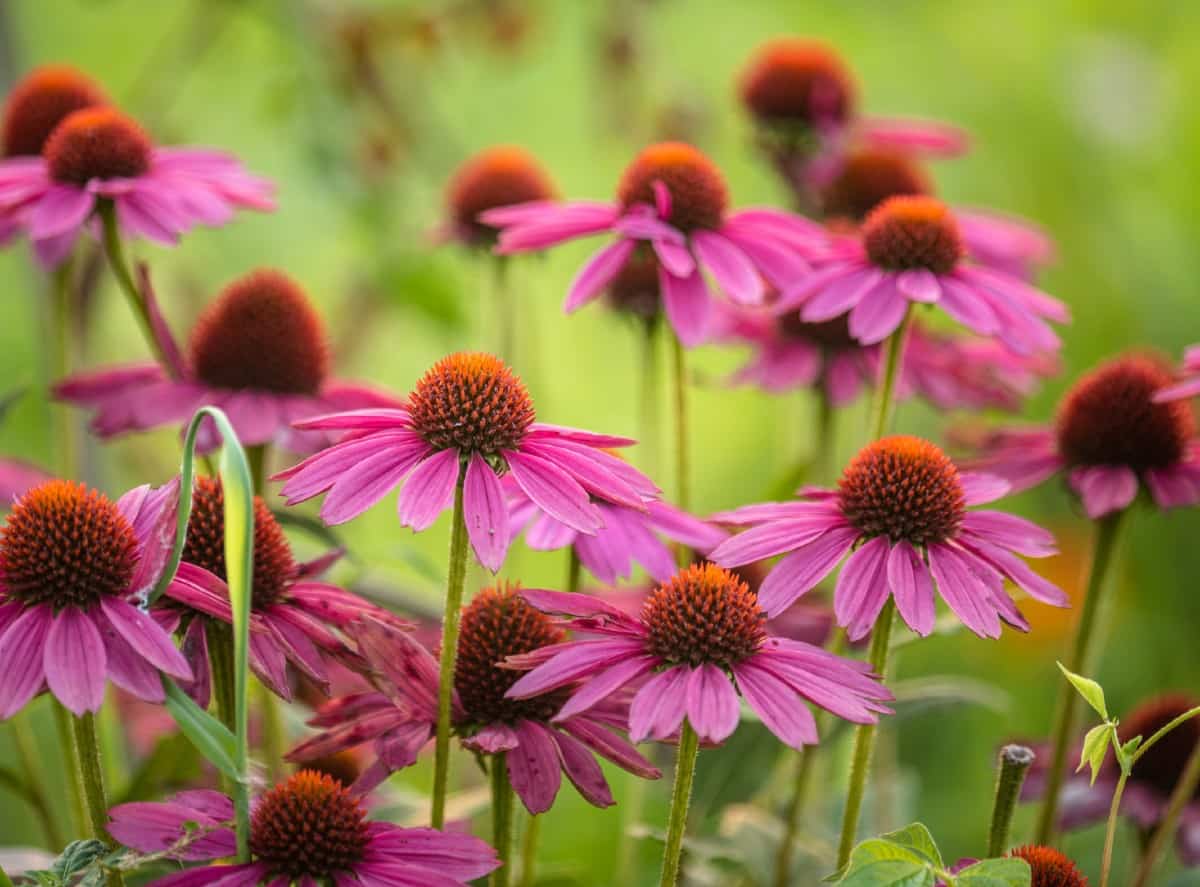 Purple coneflowers attract all kinds of pollinators.