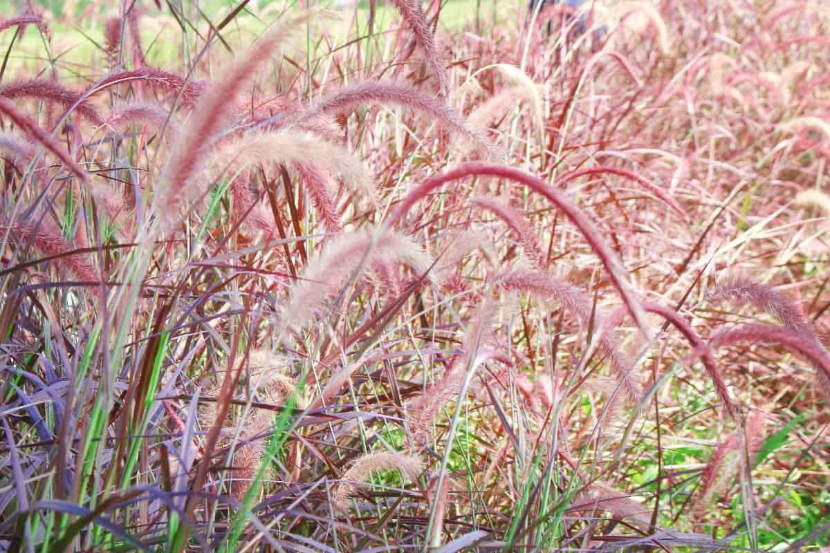 Purple fountain grass highlights brilliant burgundy plumes in summer.