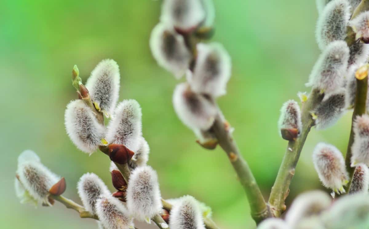 Pussy willow is an unusual shrub that doesn't mind wet conditions.