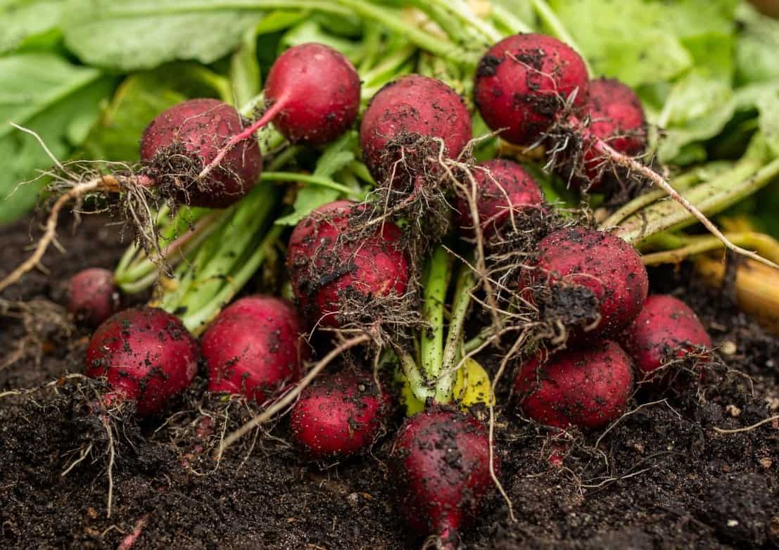 Radishes are so easy to grow that from planting the seeds to harvest it only takes three weeks.