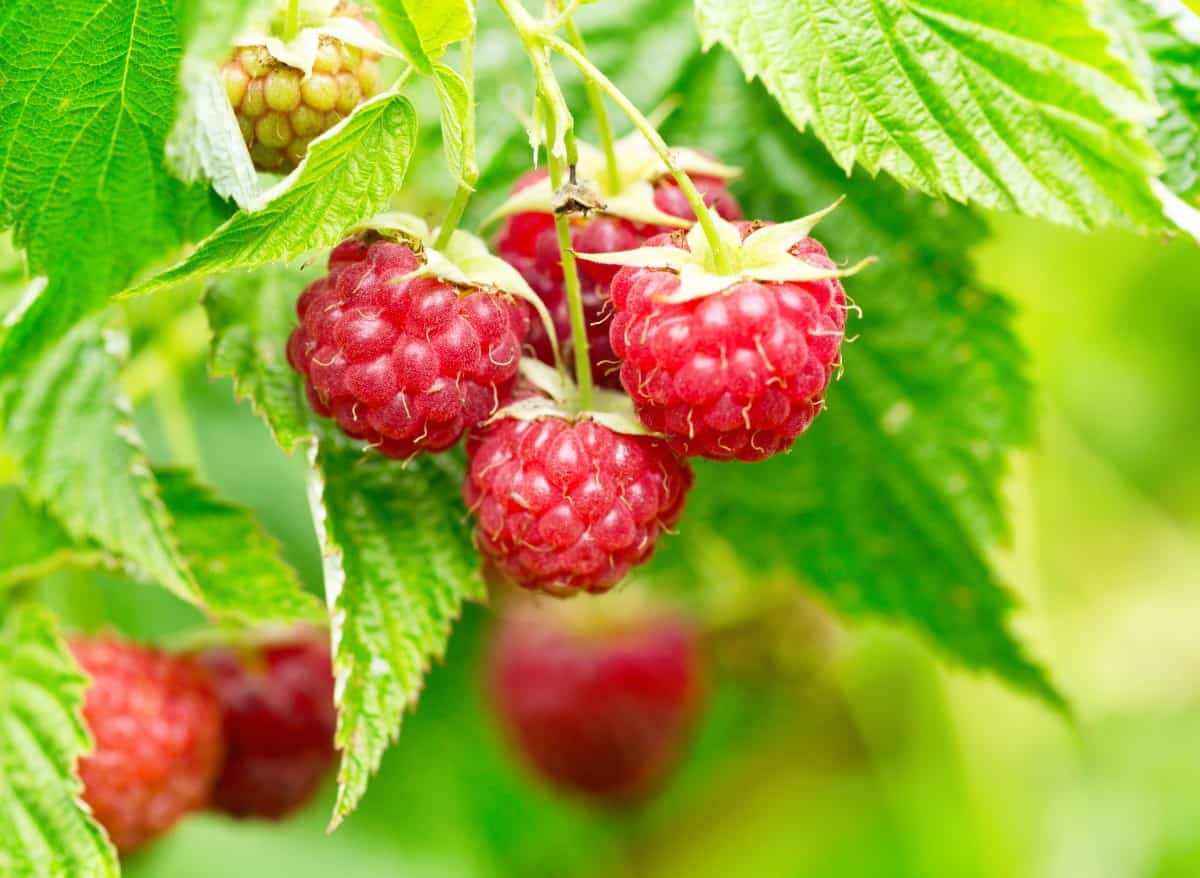 Raspberry shrubs grow well in containers or in the ground.