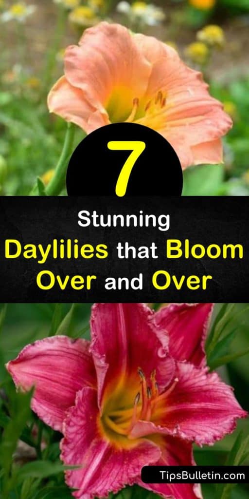 Discover how to enjoy daylily flowers from spring through fall by filling your garden with reblooming flowers. Grow daylilies with a long bloom time such as Pardon Me, Happy Returns, Apricot Sparkles, and Stella de Oro. #rebloomingdaylilies #longbloomdaylilies #daylily #rebloom