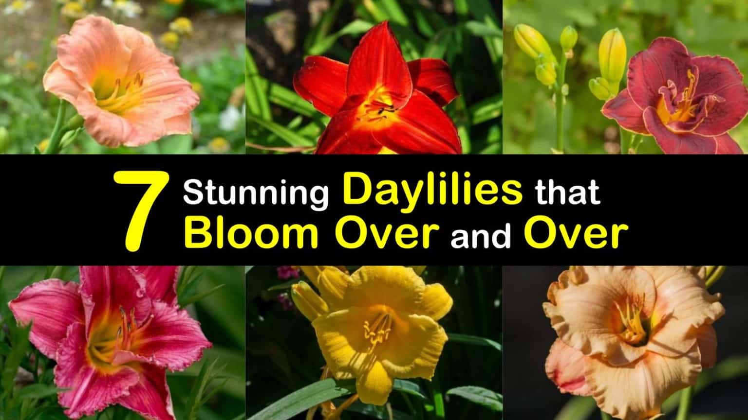 7 Stunning Daylilies that Bloom Over and Over