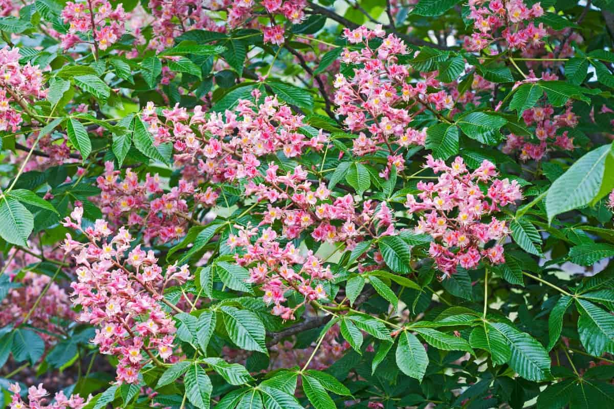 The red buckeye is also called the firecracker plant.