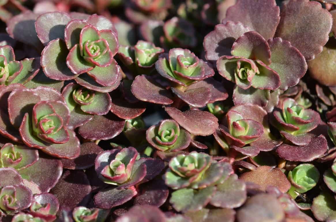 Red carpet sedum offers a pop of color to garden areas.