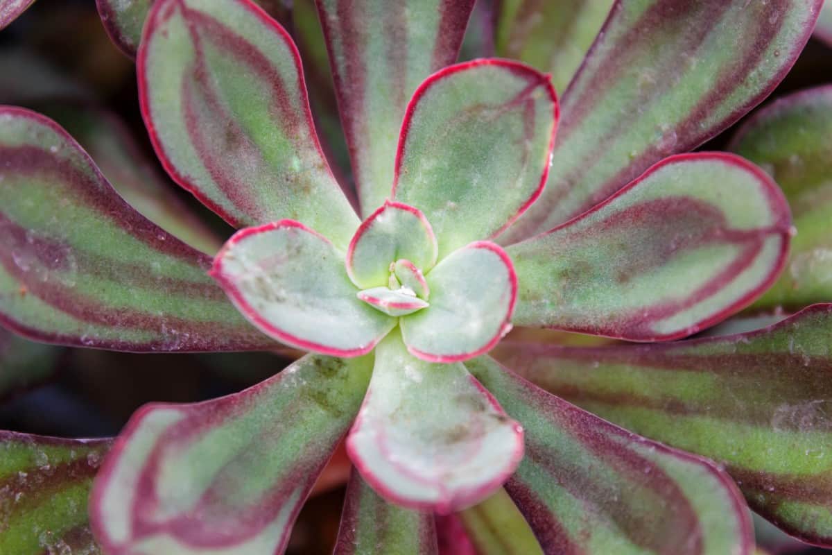 Red edge echeveria is also called fire and ice.