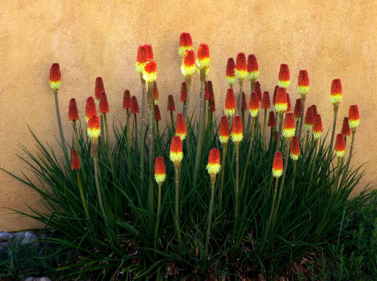 The red hot poker or torch lily is a striking perennial.