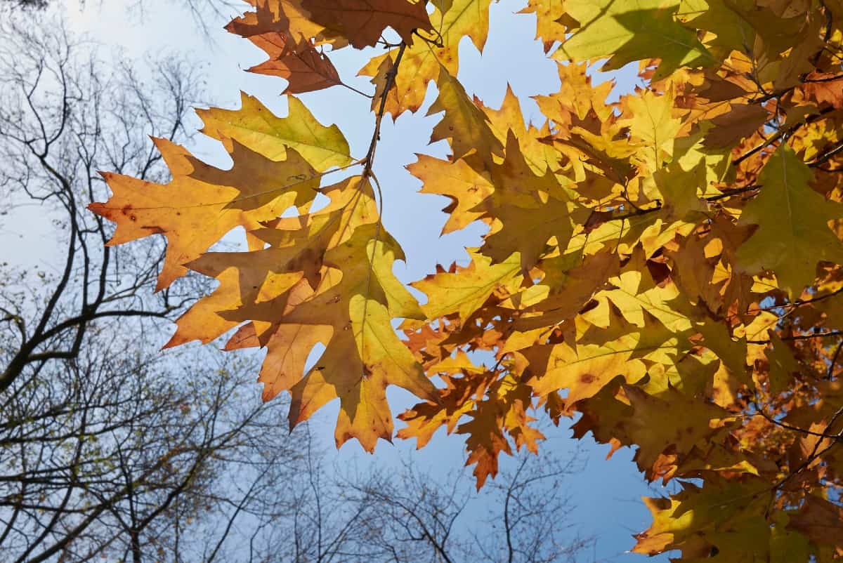 The red oak does quite well in sandy soil.