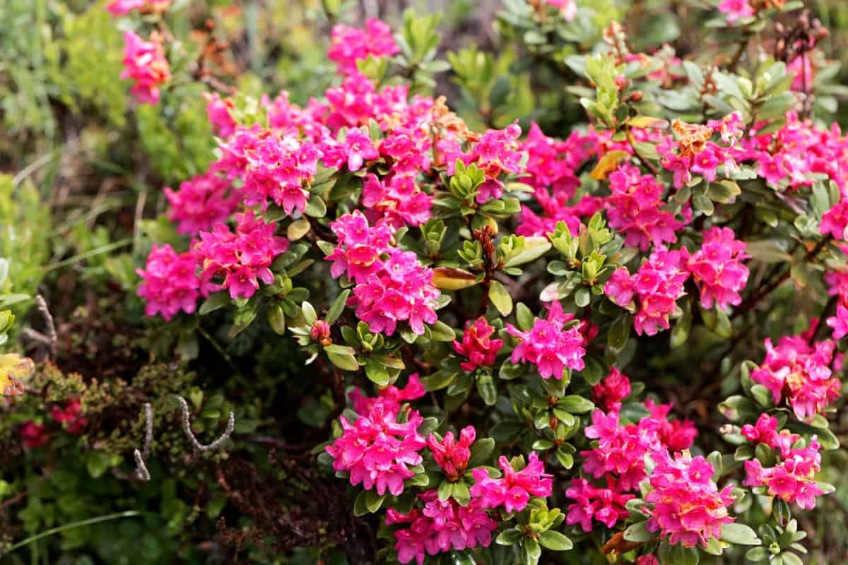 Rhododendrons require very little maintenance.