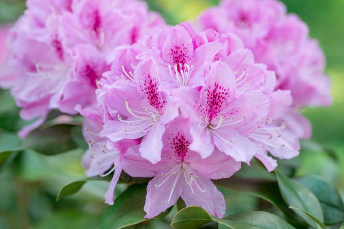 Rhododendrons need a lot of water to thrive.