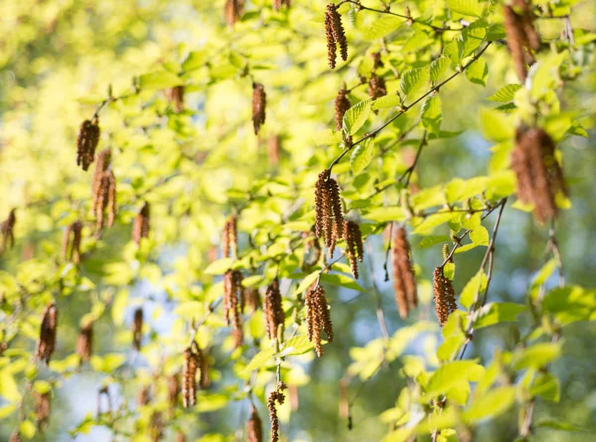 River birches can grow to about 70 feet tall.