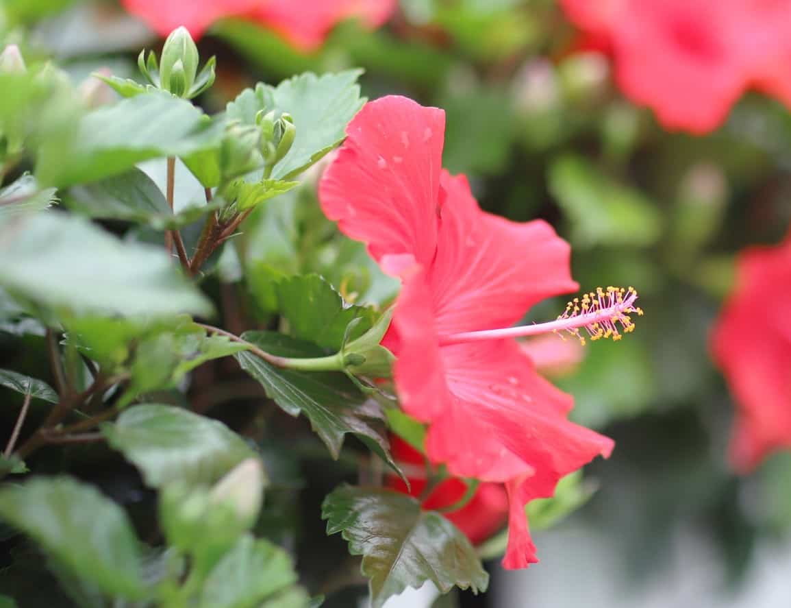 Hummingbirds love the nectar in rose of Sharon blooms.