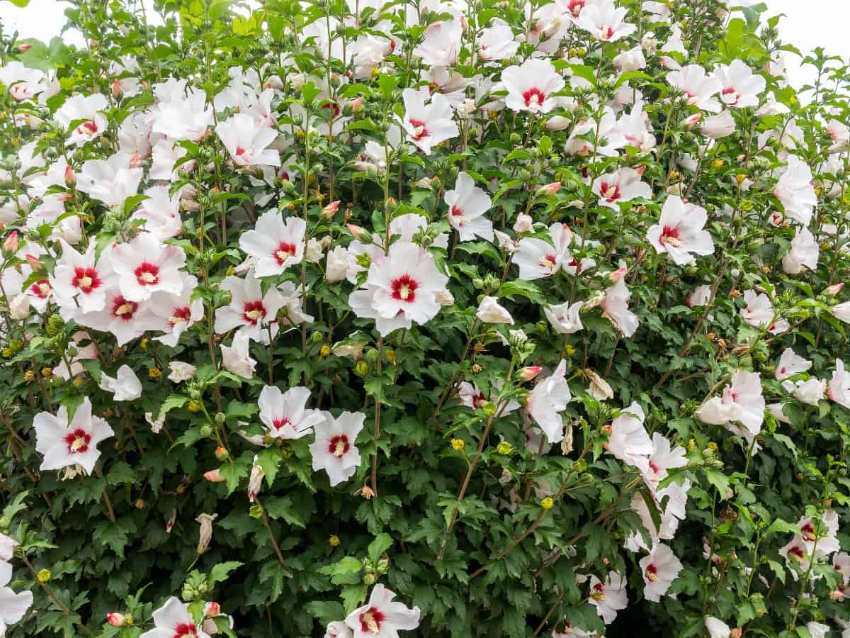 Rose of Sharon blooms longer when fertilized.