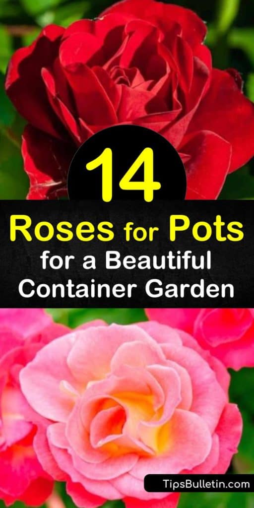 Learn how to create a beautiful rose garden with container roses by planting climbing roses in large pots and miniature roses in a terra cotta pot. Enjoy vibrant color all growing season with a potted hybrid tea or floribunda rose. #rosesforpots #container #roses #growingroses #pots