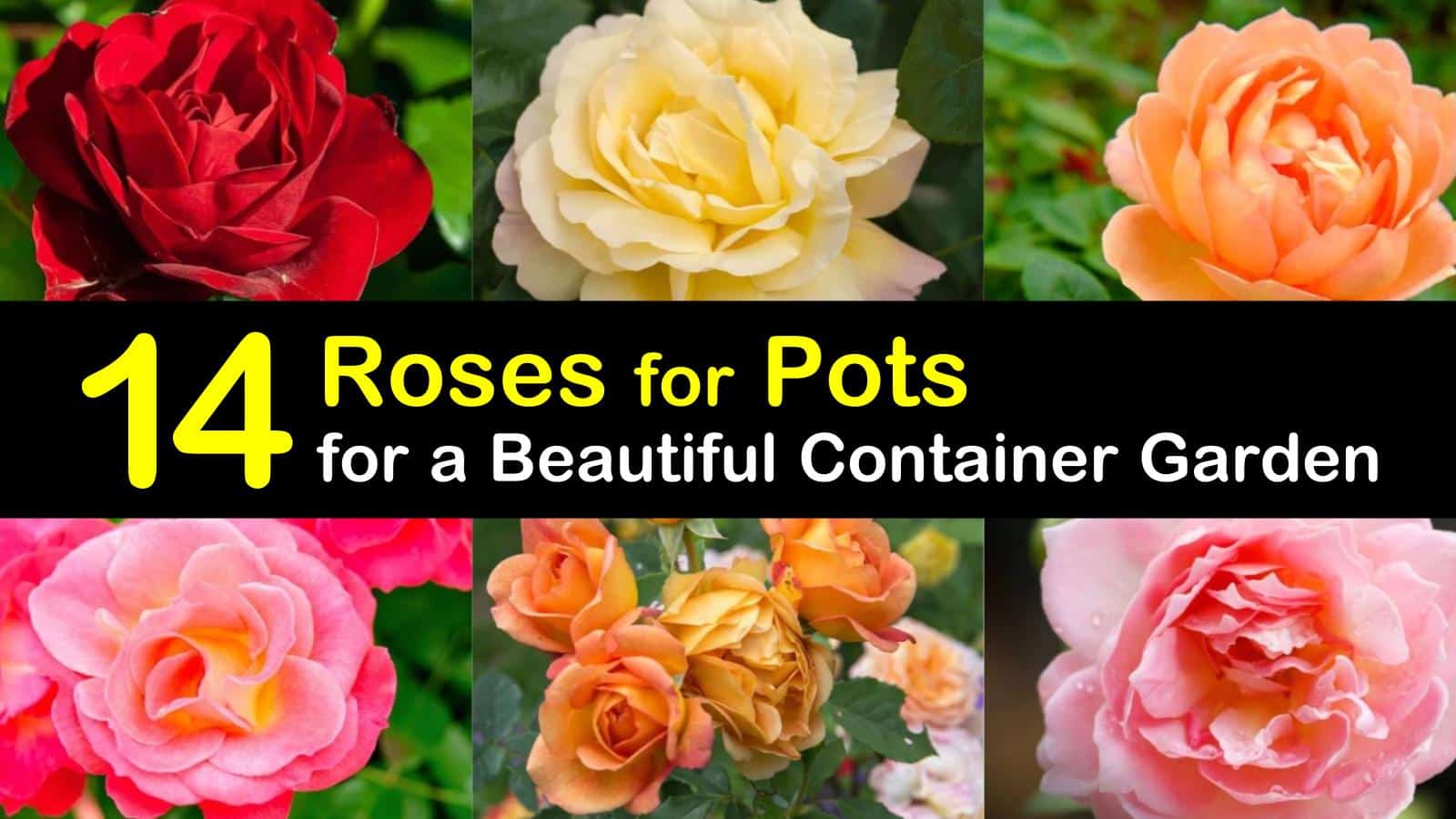 14 Roses For Pots For A Beautiful Container Garden