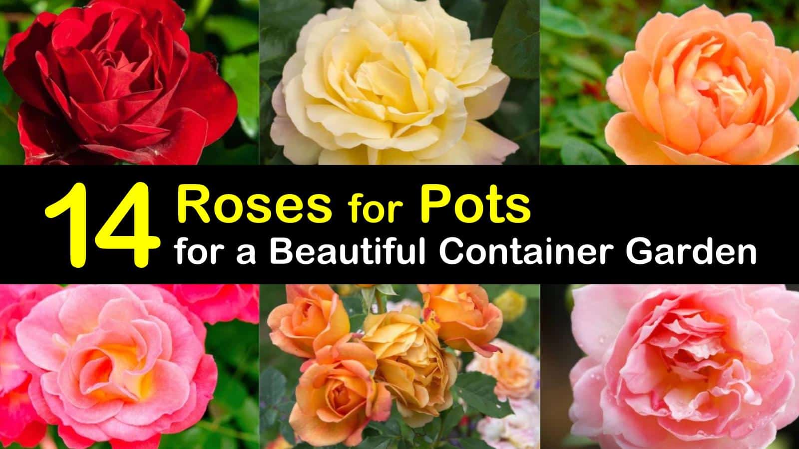 14 Roses for Pots for a Beautiful Container Garden
