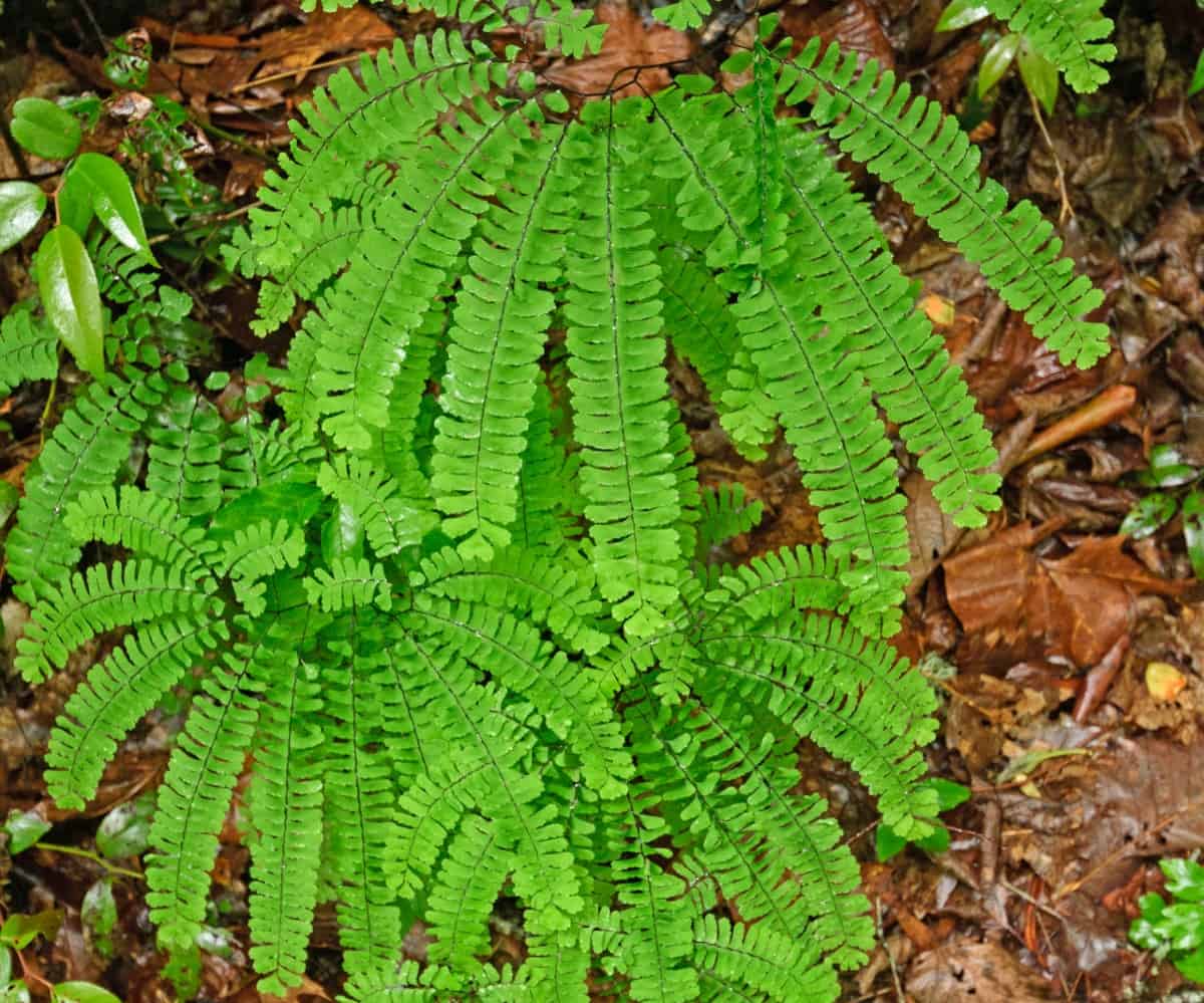 The rosy maidenhair fern loves warm temperatures.