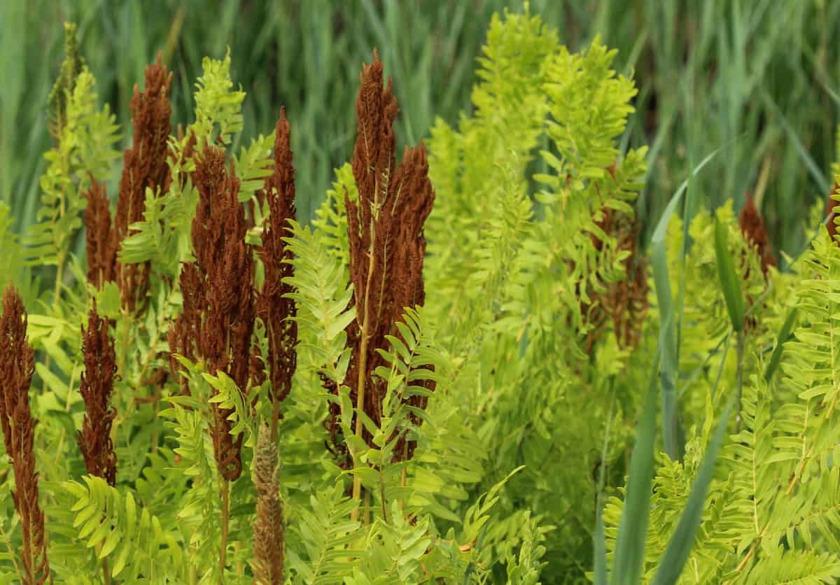 Royal fern prefers partial to full sun.