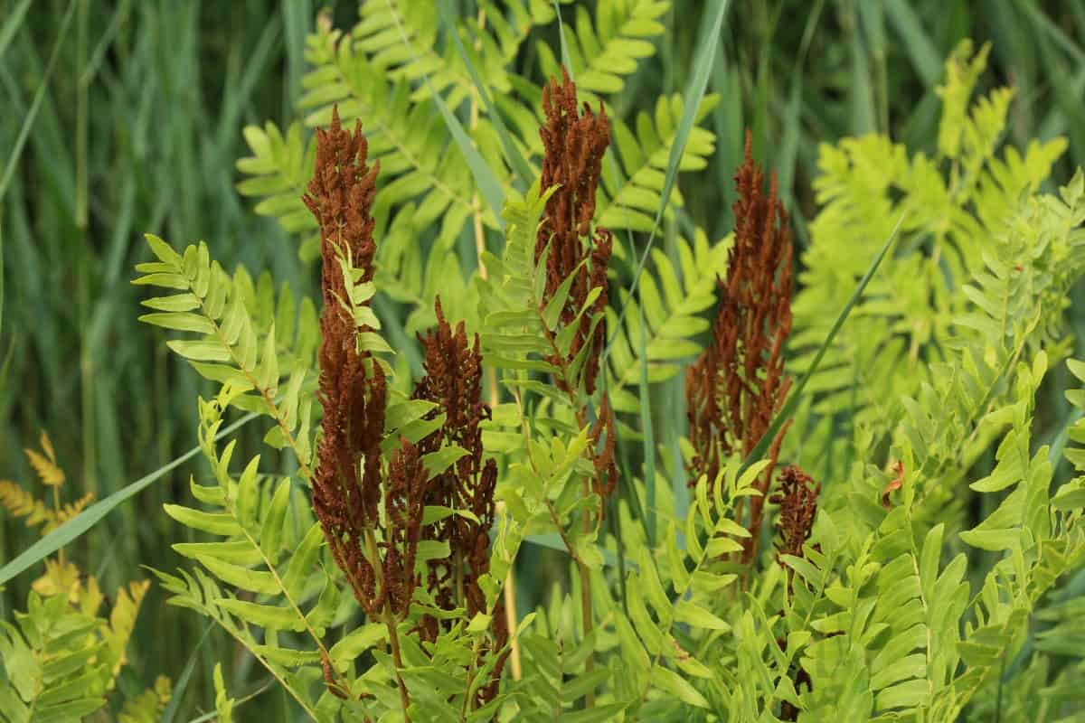 Royal ferns need a lot of space to thrive.