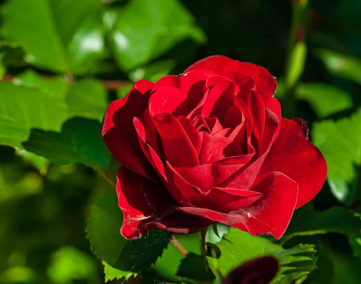 The ruby anniversary rose has deep-red fragrant flowers.