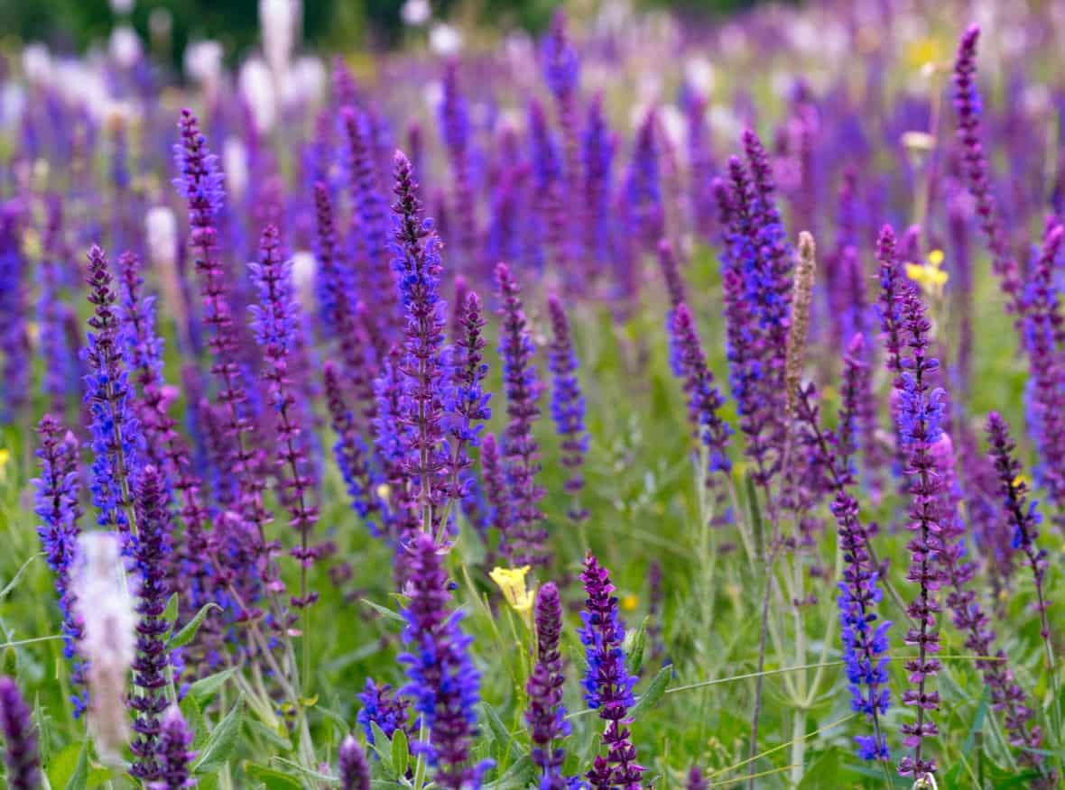 Salvia or sage has a long blooming time.