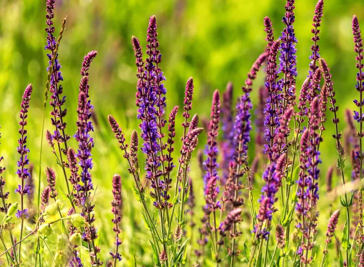 Salvia is easy to grow in pots or the garden.