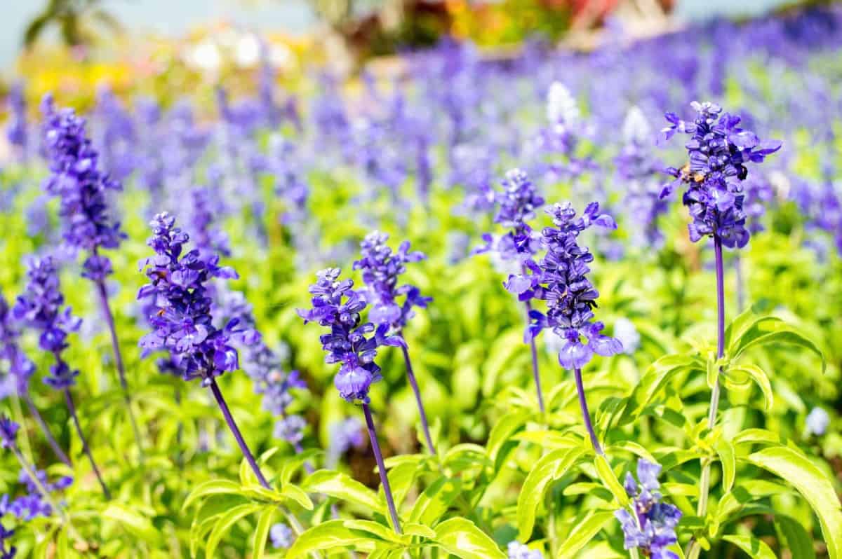 Hummingbirds love salvia or garden sage.