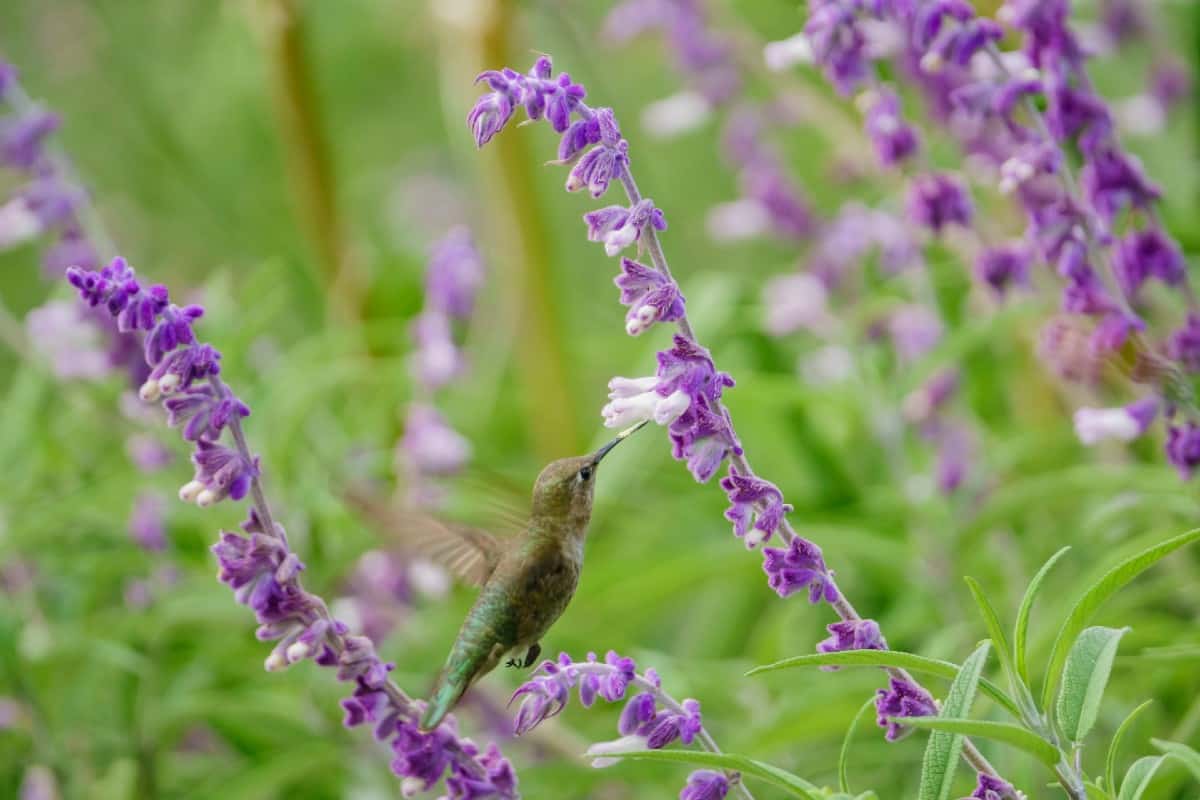 Salvia is an easy-to-grow perennial flower.