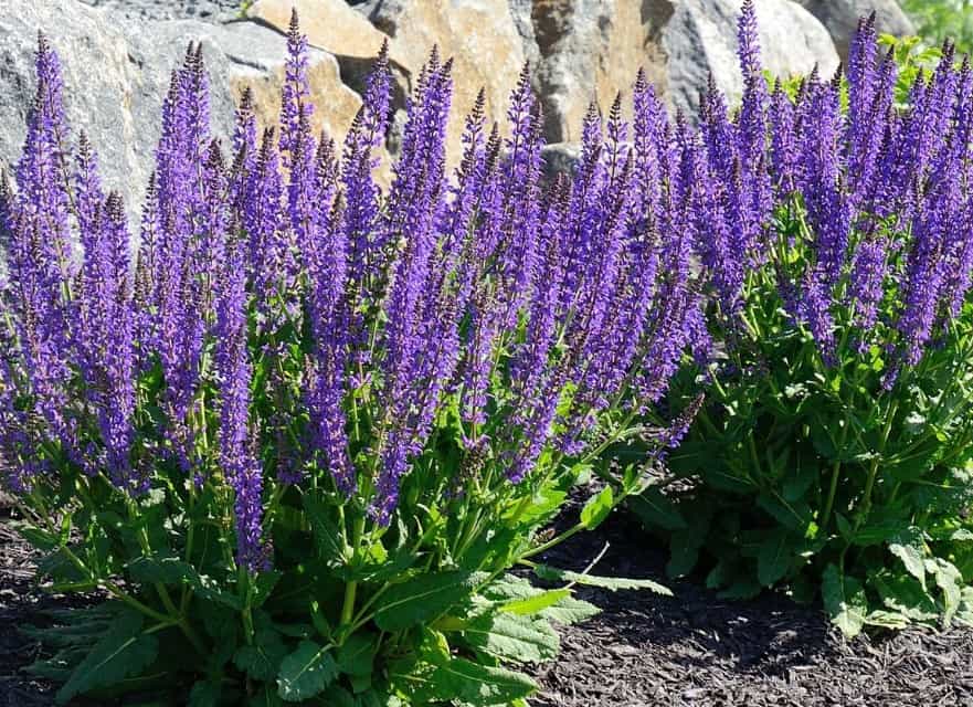 Salvia is a pretty perennial with spiked flowers.