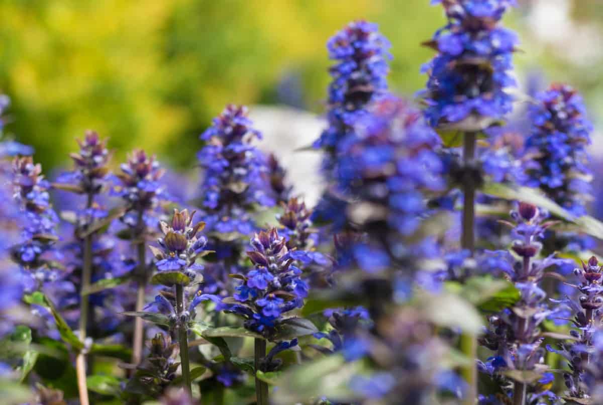 Salvia is also known as sage.