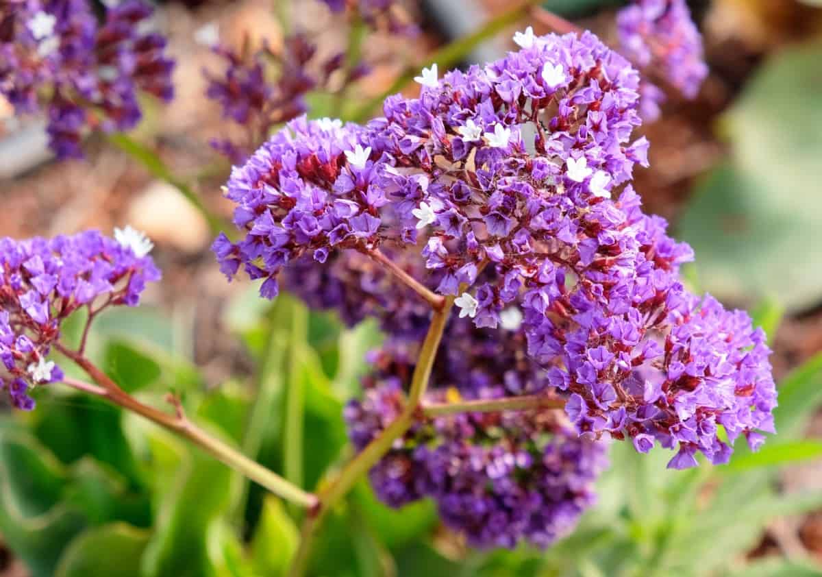 Sea lavender is one of the ideal grasses for seaside.