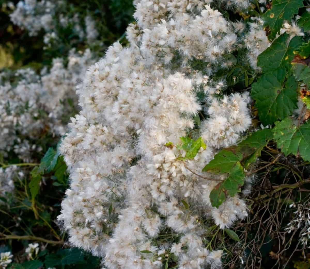 The sea myrtle is a shrub with fall and winter flowers.