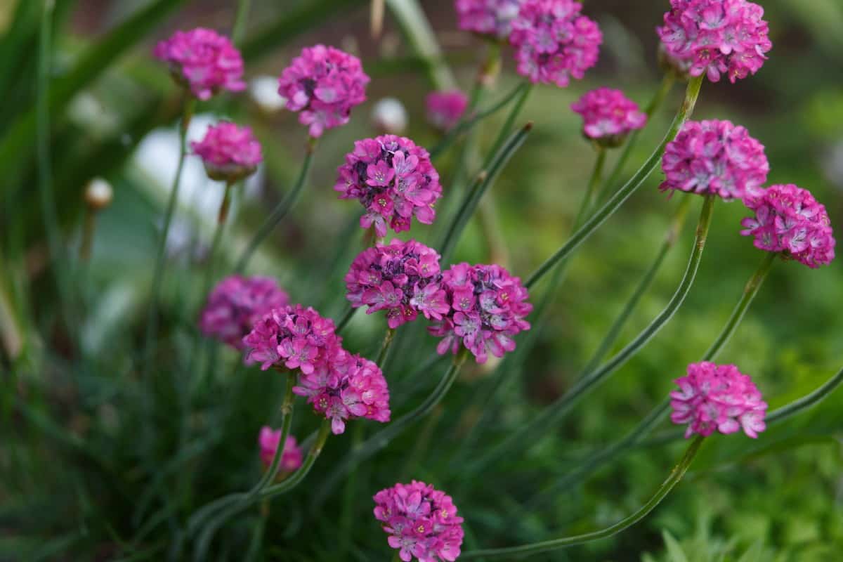 Sea thrift or sea pink is a brightly-colored plant.