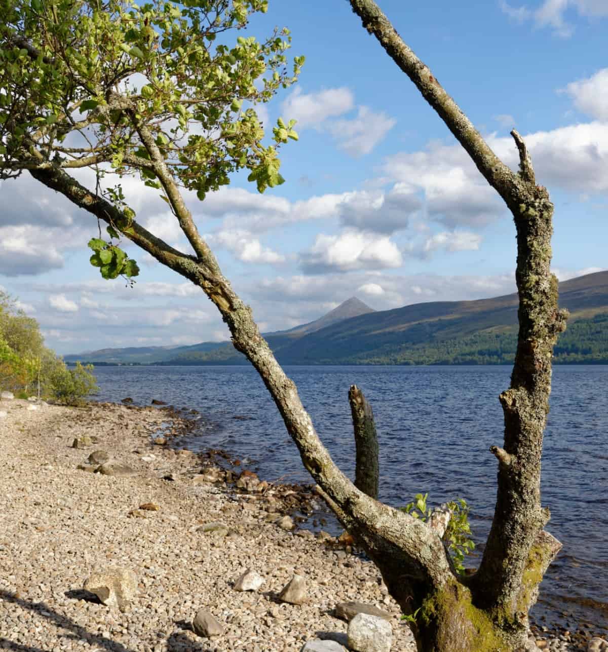 The seaside alder is a fast grower but doesn't get very tall.