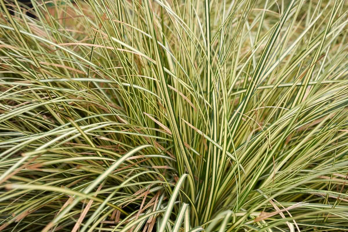 Sedges are low-maintenance grasses perfect for the seaside.