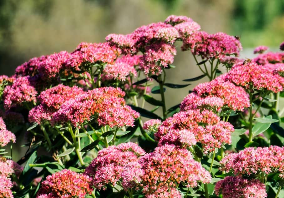 Sedum is a plant that butterflies enjoy.