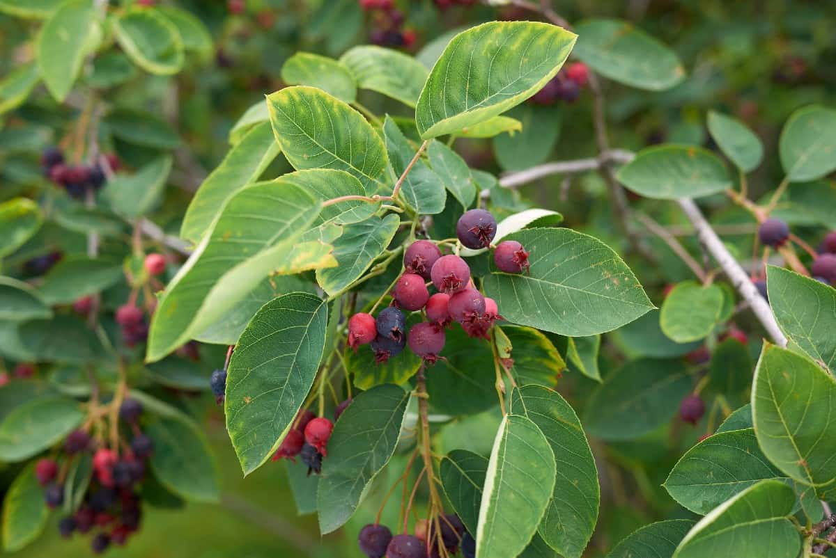 Serviceberry bushes produce edible berries in summer.