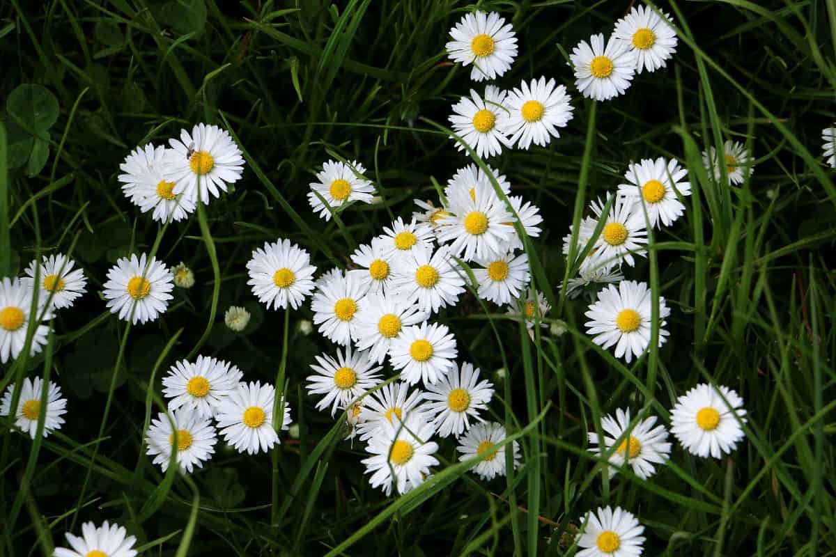 Shasta daisies spread easily throughout the garden.