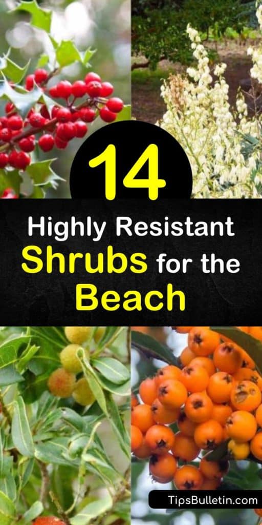 Creating seaside gardens is not as easy as it sounds. The sandy soil and the salt spray from the seashore create hazardous conditions. Drought tolerant plants work well, as do wax myrtle and yucca, as they are built to withstand the harsh conditions. #seasidegarden #shrubsforbeaches #shrubs #beach