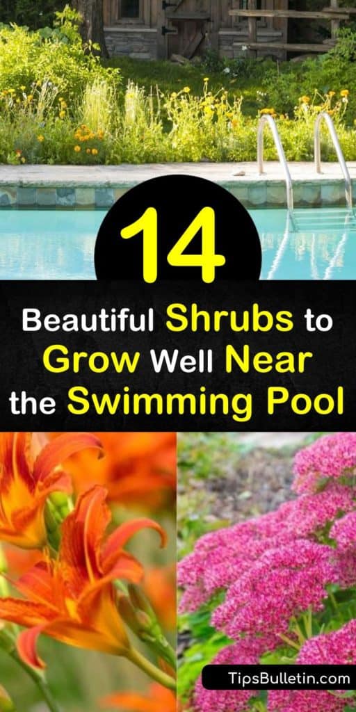 When selecting shrubs to grow near the pool, choose those that add vibrant color to any landscape design, such as Hibiscus or Bird of Paradise. Plant palm trees to provide shade over the swimming pool in hot weather. Use lemongrass and geraniums to repel pesky mosquitoes. #shrubs #grow #near #pool