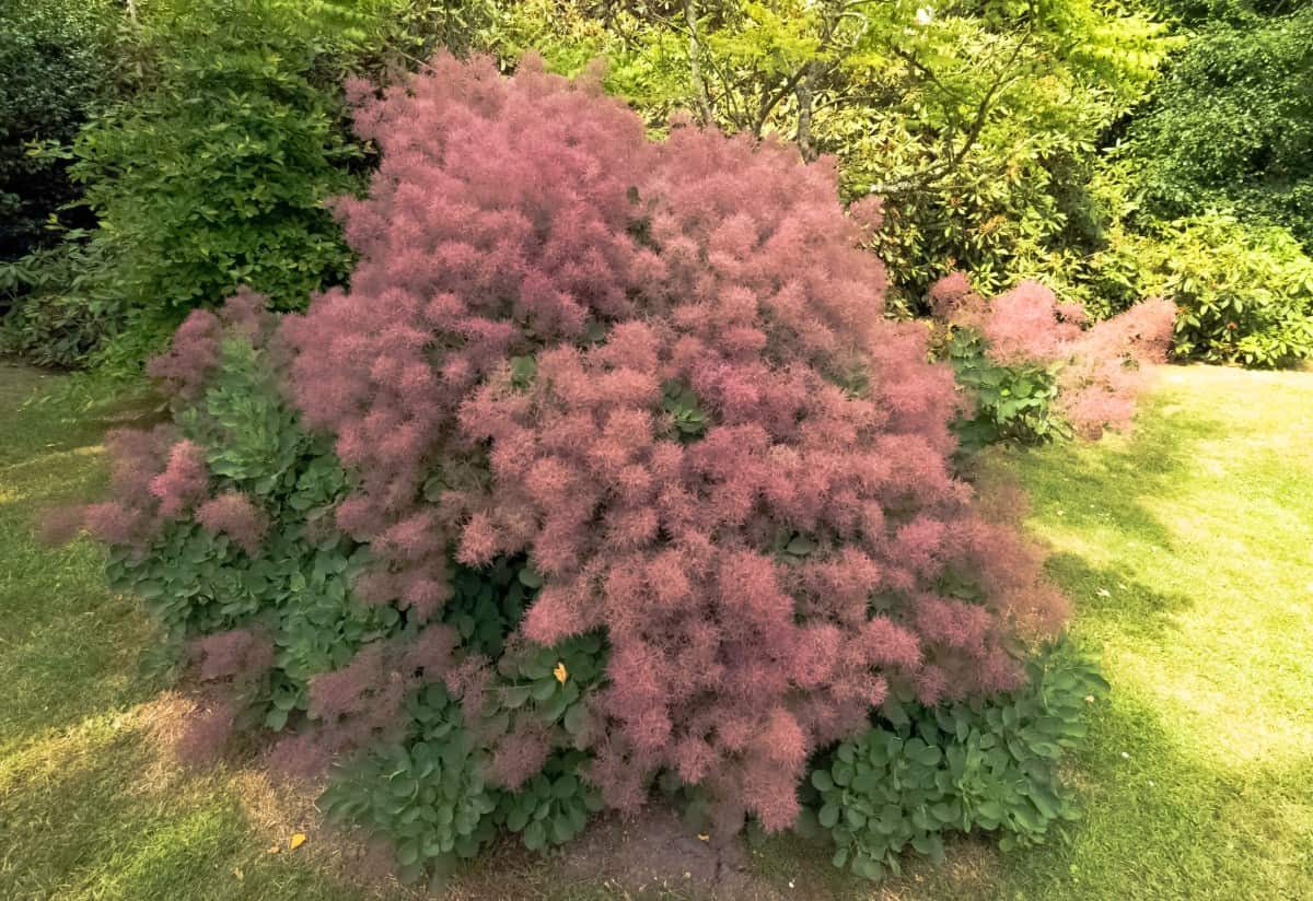 The silky hairs make the smoke tree easily identifiable.