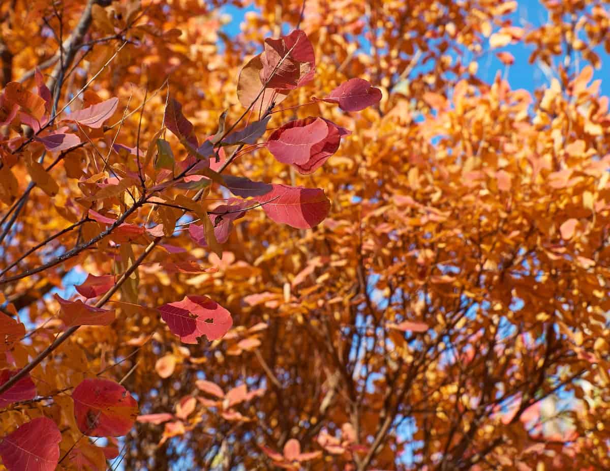 Smoke trees are known for their fluffy blooms.