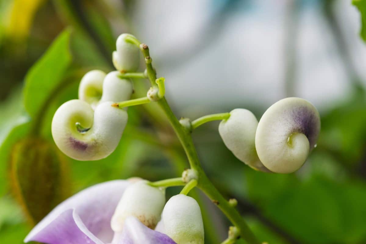 For an exotic touch, add a snail vine to your garden.