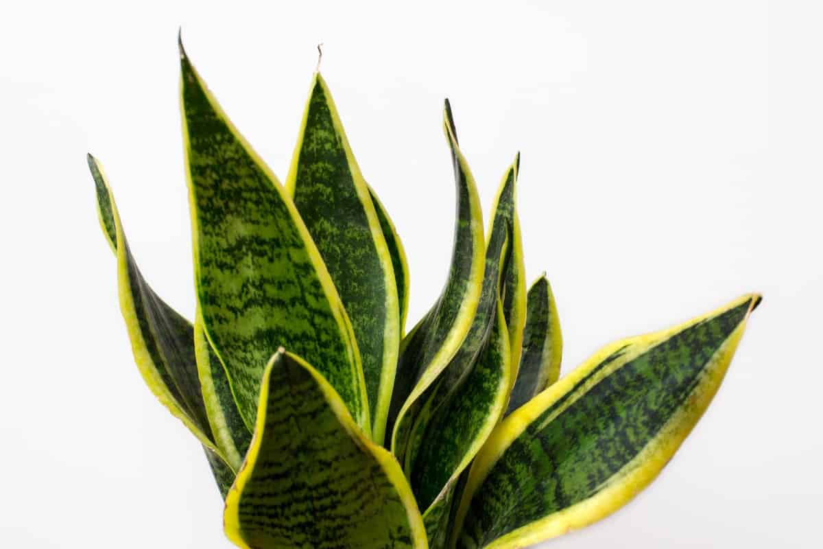 The snake plant or mother-in-law's tongue is hard to kill.