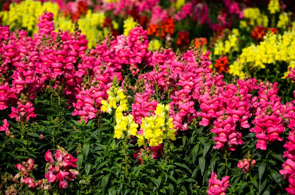 Snapdragons offer a tall stalk of blooms.
