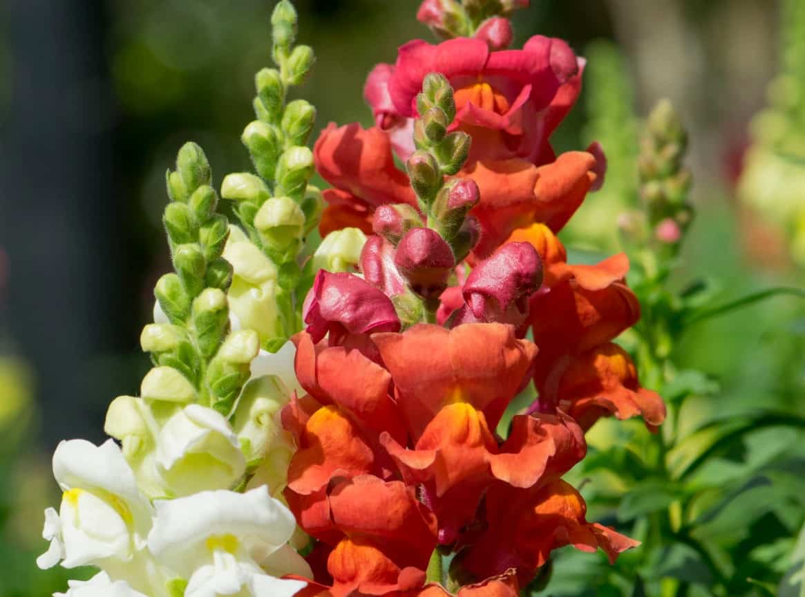 Keep snapdragons well watered.
