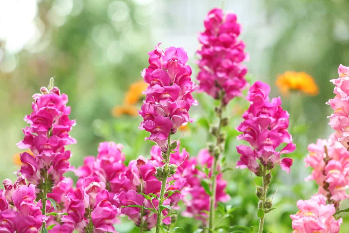 A drought-tolerant perennial, the snapdragon attracts the common buckeye butterfly.